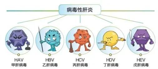 乙肝病毒.png